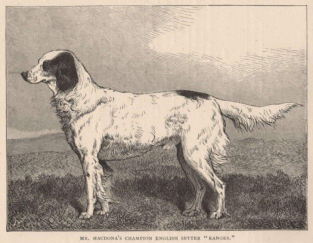 DOGS. Mr. Macdona's Champion English Setter "Ranger" 1881 old antique