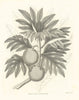 'The Bread Fruit of Otaheite'. TAHITI. Food. EDWARDS 1794 old antique print