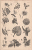 Botany. Types of flower IV 1880 old antique vintage print picture