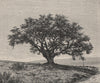 Cork-Tree of Fernana, Jendouba, Tunisia 1885 old antique vintage print picture