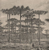 Group of Araucaria trees - state of Sao Paulo. Brazil 1885 old antique print