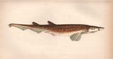 BLACKMOUTH CATSHARK. Black-mouthed Dogfish, Galeus melastomus. COUCH 1862
