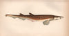 BLACKMOUTH CATSHARK. Black-mouthed Dogfish, Galeus melastomus. COUCH 1862