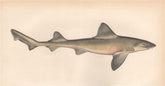 SMOOTH-HOUND SHARK. Ray-Mouthed Dog. Mustelus asterias. COUCH. Fish 1862 print