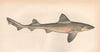 SMOOTH-HOUND SHARK. Ray-Mouthed Dog. Mustelus asterias. COUCH. Fish 1862 print
