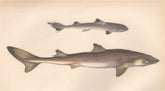 PIKED DOG. Spiny dogfish, spurdog, mud shark, Squalus acanthias. COUCH 1862