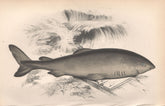 GREENLAND SHARK Somniosus microcephalus gurry shark, grey shark COUCH Fish 1862
