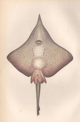 LONGNOSE SKATE. Dipturus confusus. COUCH. Fish 1862 old antique print picture