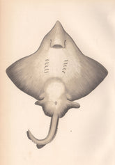 FLAPPER SKATE. Dipturus intermedia. COUCH. Fish 1862 old antique print picture