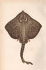 THORNBACK RAY. Thornback skate, Raja Clavata. COUCH. Fish 1862 old print