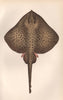SPOTTED RAY. Homlin. Taily; Raia oxyrinque/miraletus/maculata. COUCH. Fish 1862