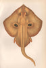 BROWN RAY. Raja miraletus, Cuckoo Ray. COUCH. Fish 1862 old antique print