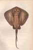 COMMON STINGRAY. Dasyatis pastinaca. COUCH. Fish 1862 old antique print