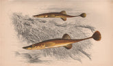 FIFTEEN-SPINED STICKLEBACK. Spinachia spinachia, Sea Adder. COUCH. Fish 1862