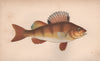 PERCH Perca major Pearch Perca fluviatilis La Perséque Perche COUCH Fish 1862