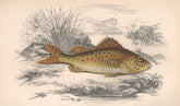 EURASIAN RUFFE. Ruffe, pope, Gymnocephalus cernua. COUCH. Fish 1862 old print
