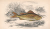 EURASIAN RUFFE. Ruffe, pope, Gymnocephalus cernua. COUCH. Fish 1862 old print