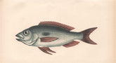 BLOTCHED PICAREL. Mendole, Spicara maena. COUCH. Fish 1862 old antique print