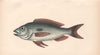BLOTCHED PICAREL. Mendole, Spicara maena. COUCH. Fish 1862 old antique print