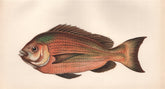 BLACK SEA BREAM. Old Wife. Spondyliosoma cantharus. COUCH. Fish 1862 print