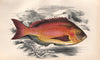 BECKER. Fish. COUCH 1862 old antique vintage print picture