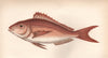 COMMON PANDORA. Pagellus Erythrinus. COUCH. Fish 1862 old antique print