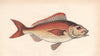 SPANISH SEA-BREAM. Pagellus acarne, Axillary sea-bream. COUCH. Fish 1862 print
