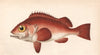 ROSE FISH. Sebastes norvegicus, Bergylt, Norway haddock, hemdurgan. COUCH 1862