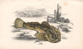 FATHER-LASHER Myoxocephalus scorpius short-spined sea scorpion COUCH Fish 1862