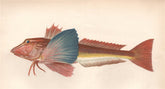 TUBFISH. Sapphirine Gurnard, Trigla hirundo, Trigle hirondelle. COUCH 1862