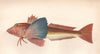 TUBFISH. Sapphirine Gurnard, Trigla hirundo, Trigle hirondelle. COUCH 1862
