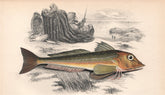 GREY GURNARD. Eutrigla gurnardus, Crooner, Croonack, Gowdie. COUCH. Fish 1862