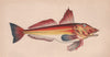 RED GURNARD. Chelidonichthys cuculus, Bloch's Gurnard. COUCH. Fish 1862 print