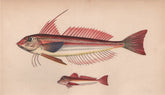 TUB GURNARD LONG-FINNED GURNARD Chelidonichthys lucerna obscurus COUCH Fish 1862