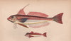 TUB GURNARD LONG-FINNED GURNARD Chelidonichthys lucerna obscurus COUCH Fish 1862