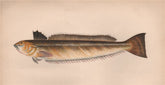 GREATER WEEVER. Sting-Bull, Catfish, Trachinus draco. COUCH 1862 old print