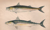 DOTTED & SCRIBBLED MACKEREL Scomber Punctatus Atlantic Mackerel COUCH Fish 1862