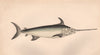 SWORDFISH. Xiphias gladius. COUCH 1862 old antique vintage print picture