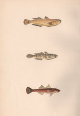 GOLDEN SAND & TWO-SPOT GOBY Gobius auratus minutus & flavescens COUCH Fish 1862