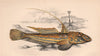 COMMON DRAGONET. Callionymus lyra, Yellow/Golden Skulpin. COUCH. Fish 1862
