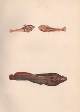 TWO-SPOTTED & CORNISH CLINGFISH. Diplecogaster Lepadogaster purpurea. COUCH 1862