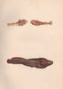TWO-SPOTTED & CORNISH CLINGFISH. Diplecogaster Lepadogaster purpurea. COUCH 1862