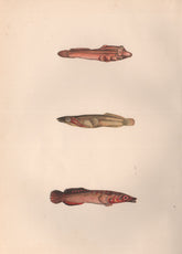 CONNEMARA SUCKER. Gouan's sucker; Lepadogaster cephalus. COUCH. Fish 1862