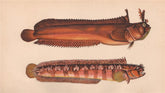 YARRELL'S BLENNY Blennius galerita/Palmicornis Blenniops COUCH Fish 1862 print
