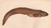 VIVIPAROUS EELPOUT/BLENNY. Zoarces viviparus, Ocean pout,mutton-fish. COUCH 1862