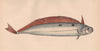 DEALFISH. Trachypterus arcticus, Vagmär, Solvkveite, Deal-fish. COUCH 1862