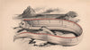 BANKS'S OARFISH. Hawkins' Gymnetrus, Regalecus Banksii. COUCH 1862 old print