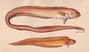 RED BANDFISH & VAR. Red Snakefish/Ribbandfish; Cepola rubescens. COUCH 1862