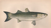 THICKLIP GREY MULLET. Chelon labrosus, Lesser grey mullet. COUCH. Fish 1862