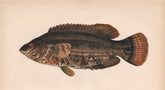 BAILLON'S WRASS. Symphodus bailloni. COUCH. Fish 1862 old antique print